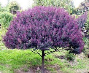 drought resistant purple leaf acacia